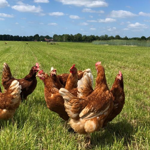 IMG_0039-002_ausschnitt